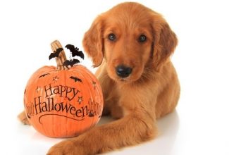 Halloween safety tips for pets