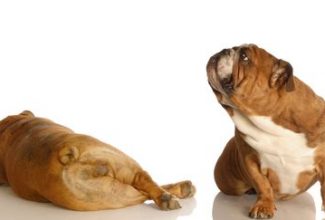 English bulldogs, farting dogs, dogs farting