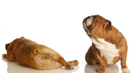 English bulldogs, farting dogs, dogs farting