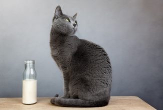 cat myths say cats should drink milk
