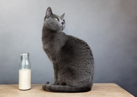 cat myths say cats should drink milk