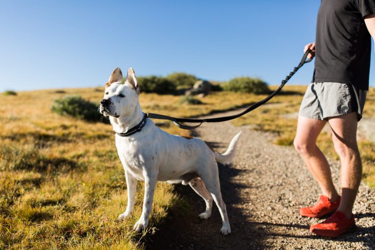 Leash and Harness System for active lifestyles