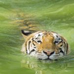 swimming tigers belie cat myths about hating water