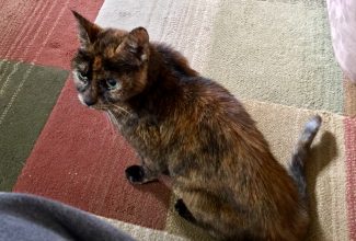 Peanut Butter, my dying cat. Peanut Butter, my dying cat.