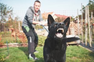 If you can't control your pet after proper dog training, an animal behaviorist may be needed.