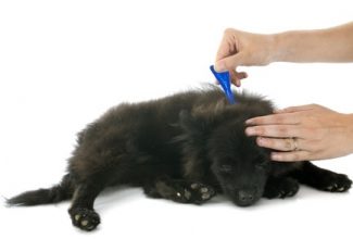 Topical flea preventatives on black dog