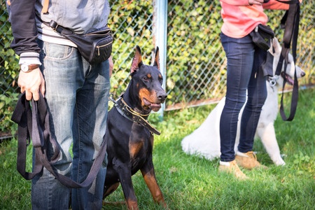 45787899 - outdoor dog training process in dogschool