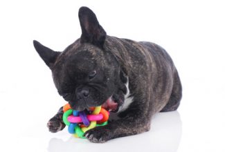 French Bulldog is bored dog chewing on rope toy