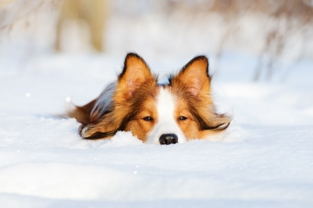 Pets with the winter blues; sad puppy in snow