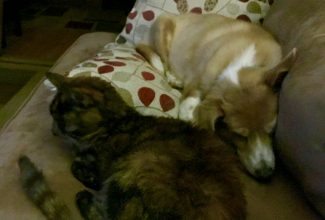 BFFs Soldier and Peanut Butter