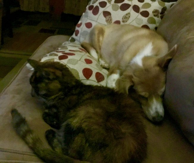 BFFs Soldier and Peanut Butter