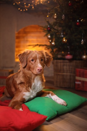 Dog in bed by xmas tree, 12 Days of Christmas