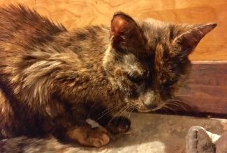 Peanut Butter, Rainbow Bridge