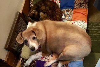 Best Friends always share the orthopedic bed, quilt and heat vent! Wordless Wednesday Blog Hop