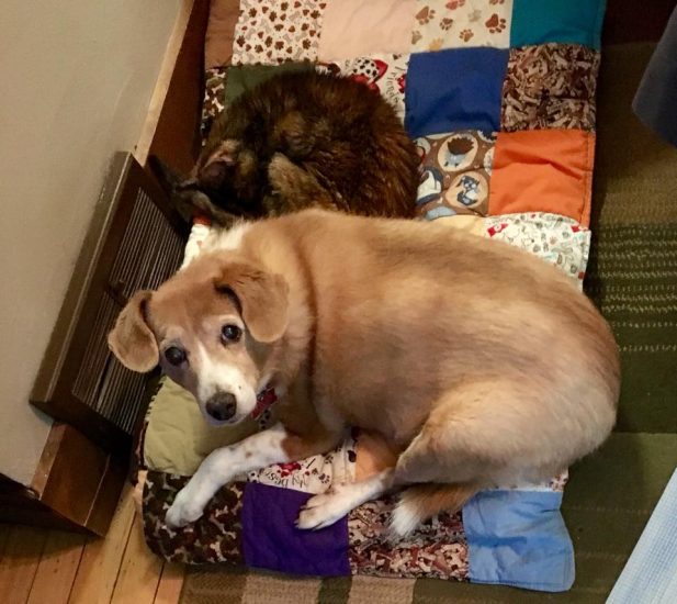 Best Friends always share the orthopedic bed, quilt and heat vent! Wordless Wednesday Blog Hop