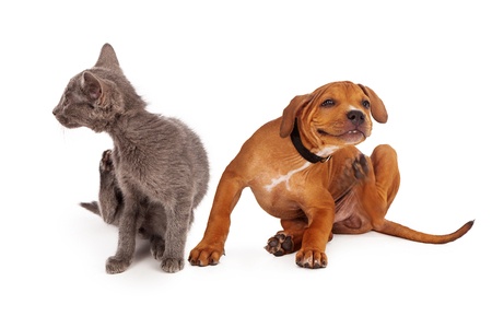 Cat and Dog with Allergies Scratching Themselves