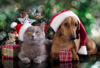 Include your pets in the holiday festivities like these pets: british kitten and dog dachshund