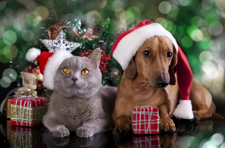 Include your pets in the holiday festivities like these pets: british kitten and dog dachshund
