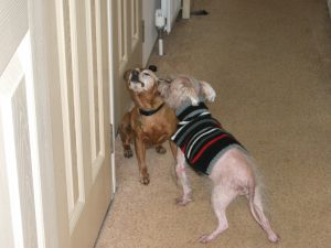 One dog of Hindy's licking another dog