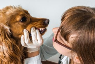 Canine Underbite 74153994 - veterinarian checks teeth to a dog - animal and pet veterinary care concept
