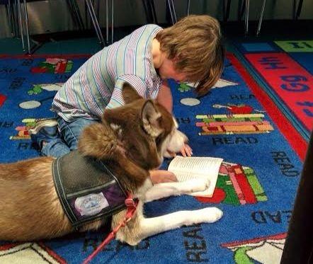 Therapy Dog Icy listening to a young student read