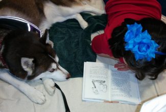 FiveSibes' Icy Works as a Therapy Dog