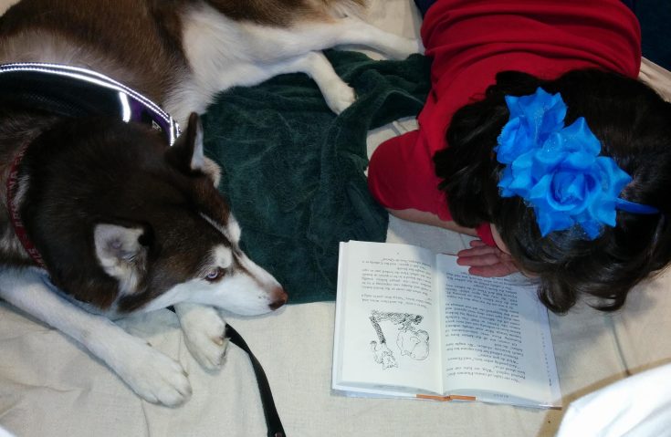 FiveSibes' Icy Works as a Therapy Dog