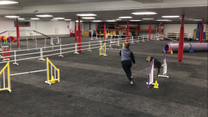 Iggy Running Through an Agility Course