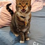 I do like to vocalize when I'm happy!