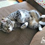 ME (Lola) exposing my belly for a nice belly rub. 