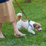 Older man playing with dog in park