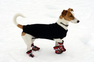Protect against cold weather pet hazards