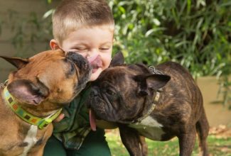 Dog myths - two bulldogs licking little boy sitting outdoors