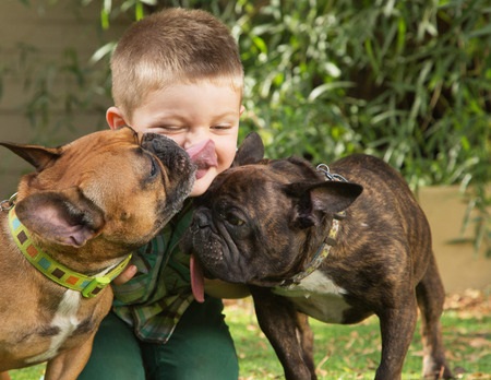 Dog myths - two bulldogs licking little boy sitting outdoors