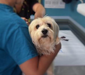 white dog being held at vet's