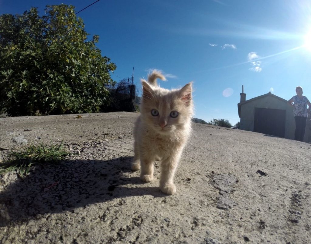 Approach Cat How To Tips for Approaching a New Cat | The Contemporary Pet | Everything ...