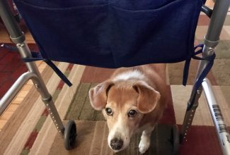 My dog, Soldier, helping me with my physical therapy