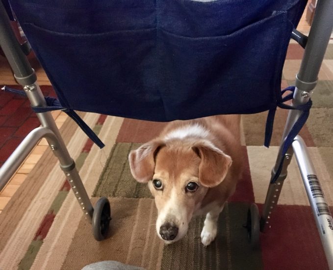 My dog, Soldier, helping me with my physical therapy