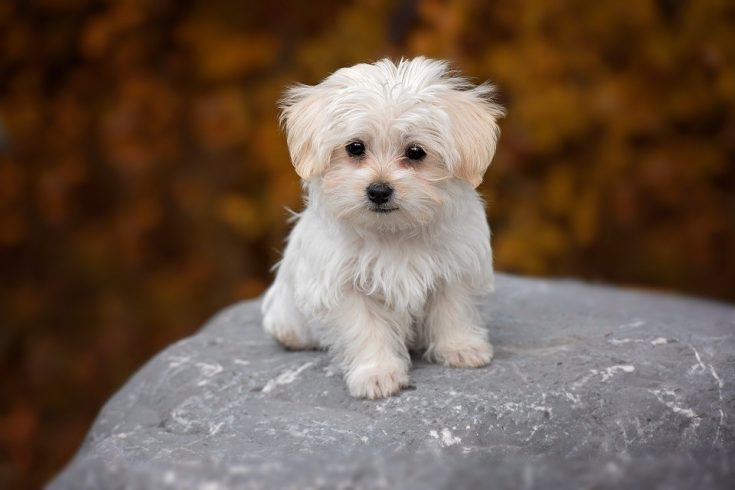 Introducing a new dog